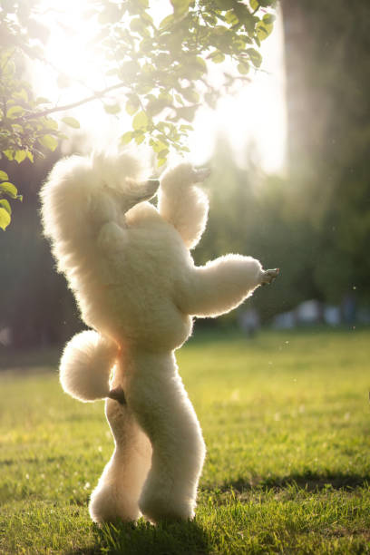 Portrait of White Big Royal Poodle Dog. Outdoor