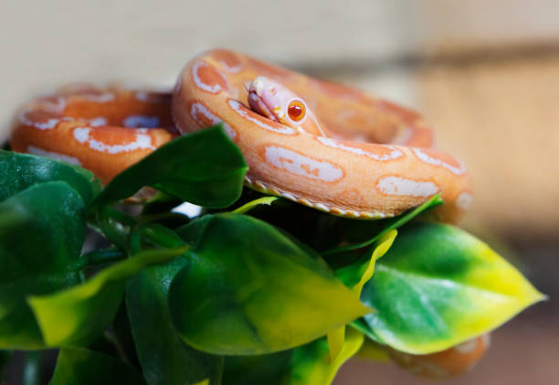 Corn Snake. It is a nonvenomous serpentine snake native to North America. Maize snake, he is a red rat snake, he is also a spotted climbing snake. These snakes are peaceful, they almost never show aggression towards people. elaphe guttata guttata stock pictures, royalty-free photos & images