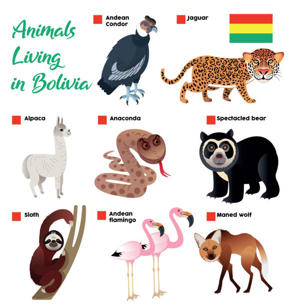Animals Living In Bolivia Stock Illustration - Download Image Now - Alpaca, Sloth, Anaconda - Snake - iStock Animals Living In Bolivia Stock Illustration - Download Image Now - Alpaca, Sloth, Anaconda - Snake - iStock
