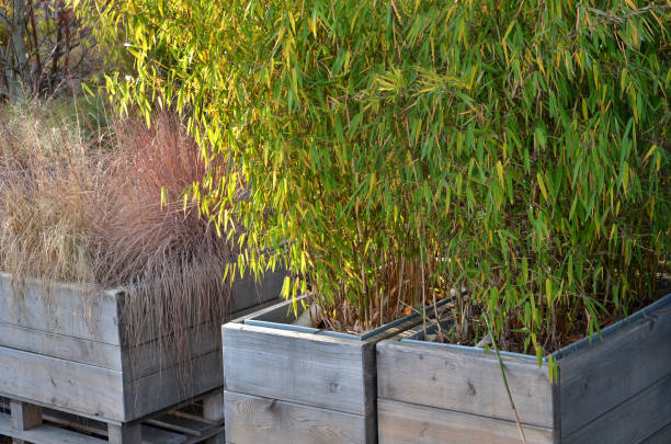 bambù che cresce in una pentola di legno con una fodera di pasta. copertura in cartone naturale. - fence formal garden gardening ornamental garden foto e immagini stock