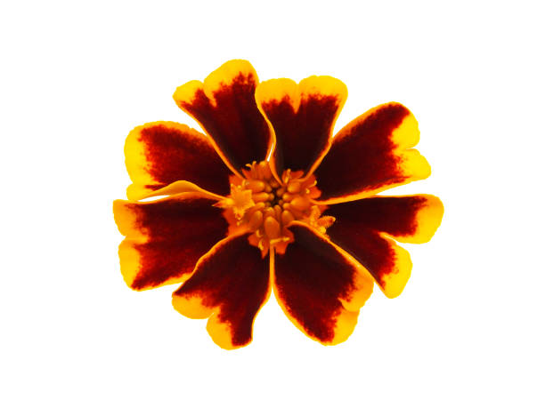 istock Brown yellow marigold flower isolated on white 1355039190
