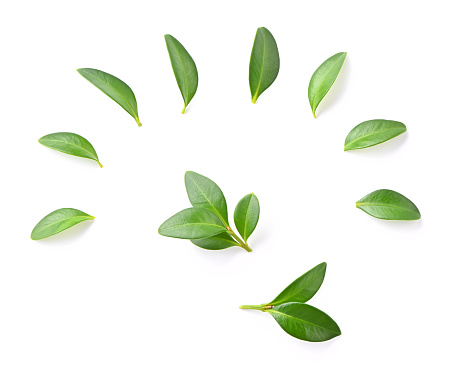 conjunto de pequeñas hojas verdes de primer plano aisladas sobre fondo blanco photo