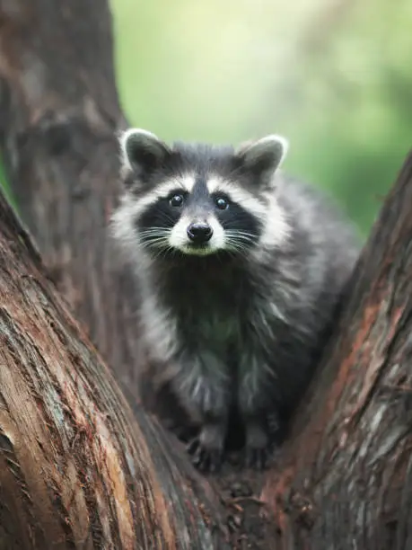 Funny raccoon on a branch. Outdoor