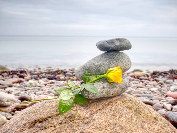 yellow rose on stack of stones on beach. pebbles stack in peaceful evening with smooth ocean - football player imagens e fotografias de stock