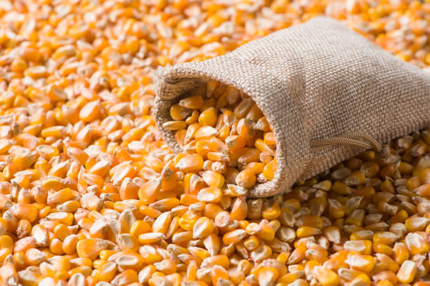 istock close up of yellow dried corn background 1355041813