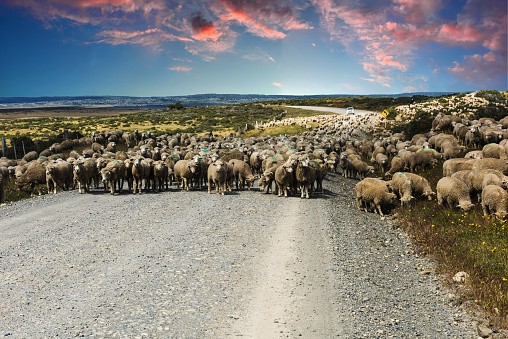 Sunset over herd of merino sheep in Tierra del Fuego, Argentina