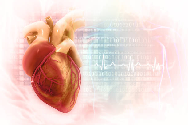 hati manusia pada latar belakang sains.3d ilustrasi - jantung manusia potret stok, foto, & gambar bebas royalti