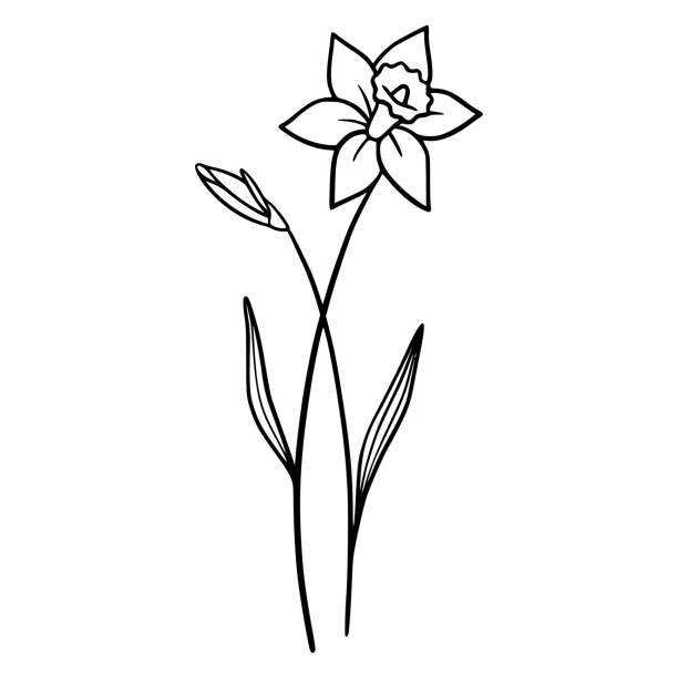 ilustraciones, imágenes clip art, dibujos animados e iconos de stock de flores de narciso sobre fondo blanco. ilustración dibujada a mano de una flor de narciso. dibujo, arte lineal, tinta, vector. - daffodil