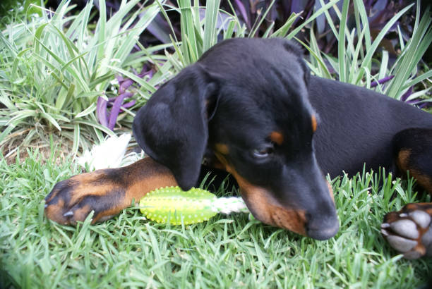 istock Doberman puppy chewing on a toy 1355047755