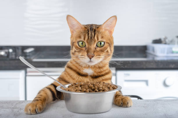 テーブルの上の乾燥したキャットフードとベンガル猫のボウル。ペットの給餌コンセプト。 - pet food animals feeding cat food cat bowl ストックフォトと画像