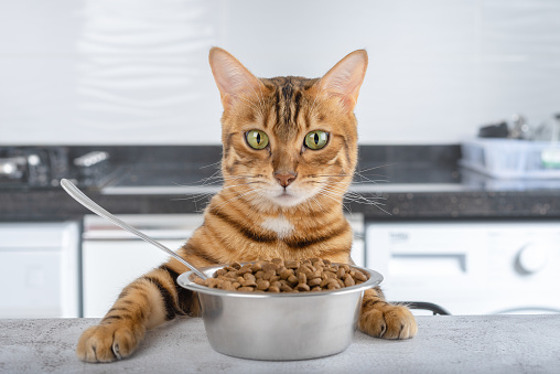 A bowl of dry cat food on the table and a Bengal cat. Pets feeding concept.