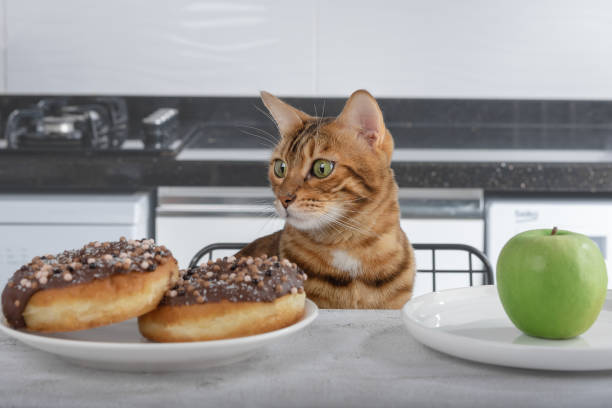 istock Green apple and donut with chocolate icing and multicolored splashes on the table and a cat. The concept of proper nutrition, comparison of unhealthy and unhealthy food. 1355048817