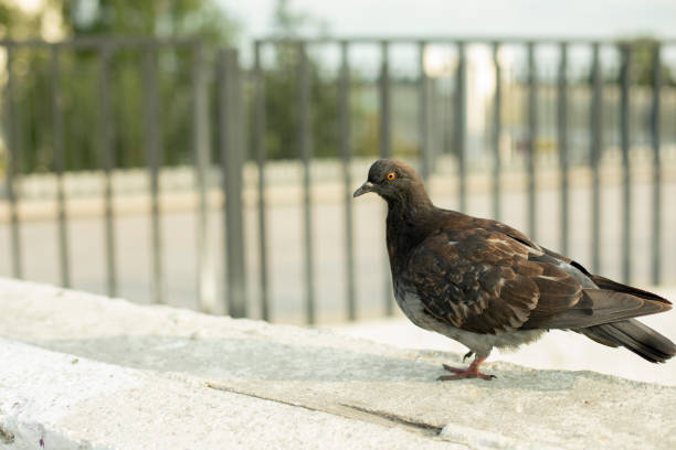 Sick pigeon. City bird. The pigeon sits on the railing.