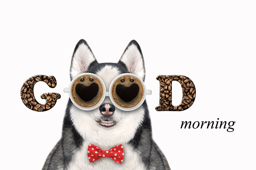 A dog husky in a bow tie wears cup coffee shaped glasses. Good morning. White background. Isolated.