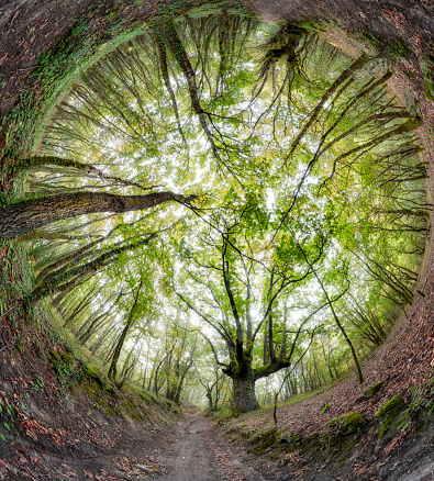 360° stereographic panorama of a magical oak forest in autumn
