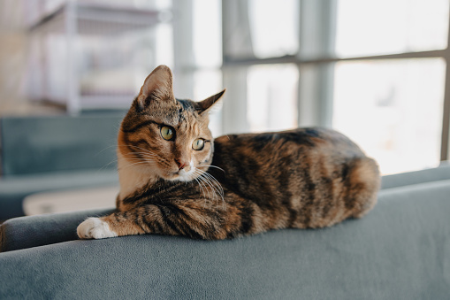 tabby cat on the sofa