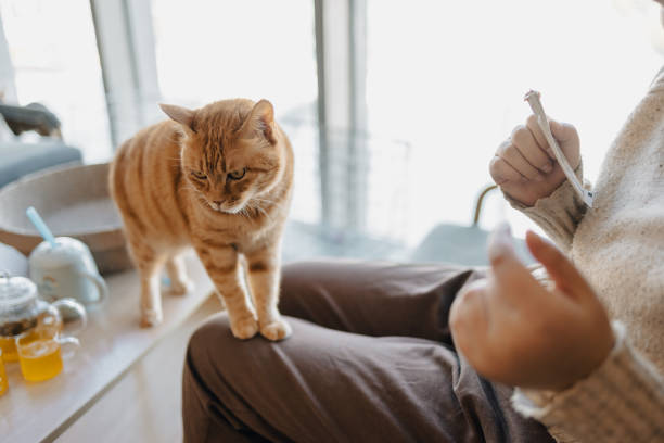 istock Woman and her cat 1355052697