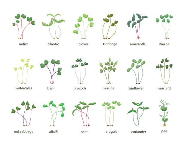 마이크로 그린 일러스트의 벡터 세트입니다. 건강한 젊은 묘목. 건강한 친환경 식품. - hydroponics seed seedling plant stock illustrations