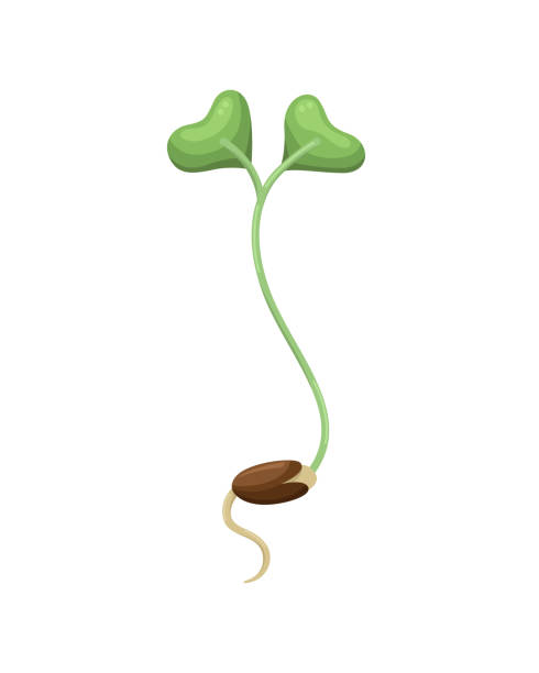 먹는 마이크로 그린의 벡터 그림. 건강한 젊은 모종 - hydroponics seed seedling plant stock illustrations