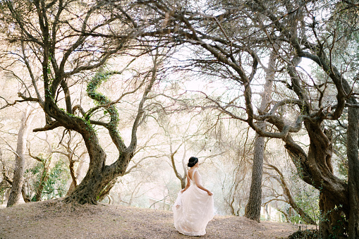 The bride walks among the beautiful trees in the olive grove, back view . High quality photo