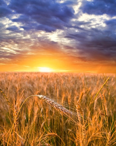 sunset in a wheat fields