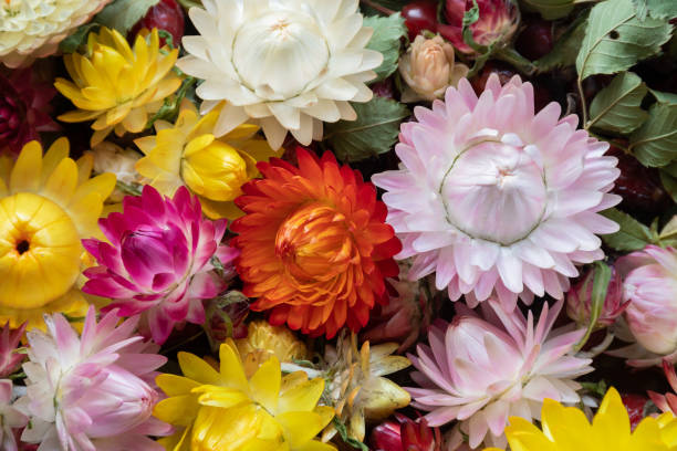 istock Colorful dried flower wallpaper material 1355055189