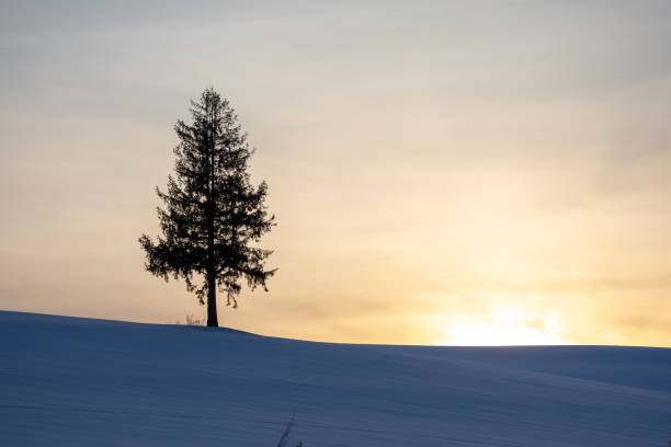 istock Rows of birch trees on the hill at dusk in winter 1355055731