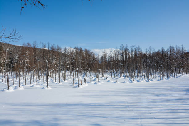 istock Blue pond on a sunny day in winter 1355055794