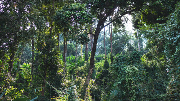 istock Landscape image of trees and plants in tropical forest 1355057329