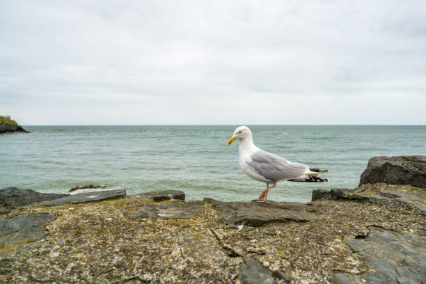 istock Seagull in close up on harbour wall 1355057567