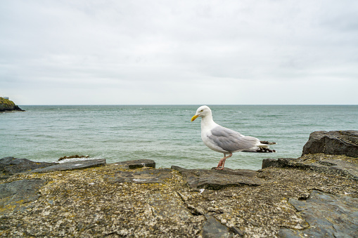 Seagull in close up on harbour wall