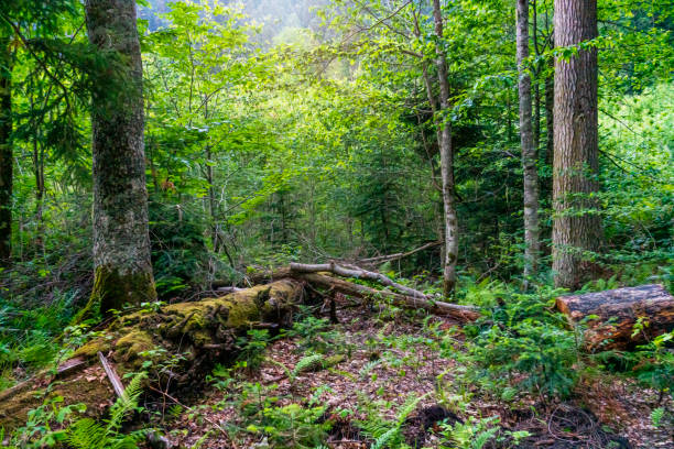 старые форы на закате. экологический заповедник в каукасе, россия. - forest preserve стоковые фото и изображения