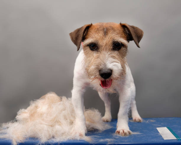 jack russell terrier stoi na stole pielęgnacyjnym po zrzuceniu obok zaczesanych włosów - grooming dog pets brushing zdjęcia i obrazy z banku zdjęć