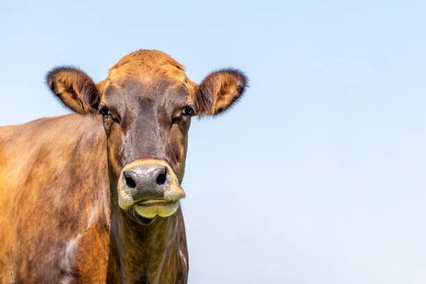 tête de vache suisse brune, l’air idiot et drôle, vue de gauche, headshot, espace de copie, fond bleu - joueur de champ gauche photos et images de collection