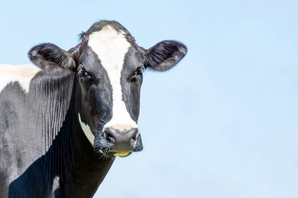 vache mignonne à l’air amical, plan moyen d’un noir et blanc, côté gauche et espace de copie, ciel bleu - joueur de champ gauche photos et images de collection