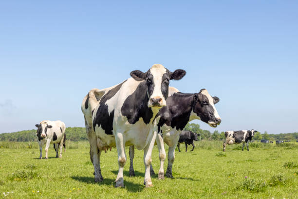 istock Two cows, one chewing, standing in a pasture under a blue sky, cheeky sassy sisters, looking happy together, 1355061818