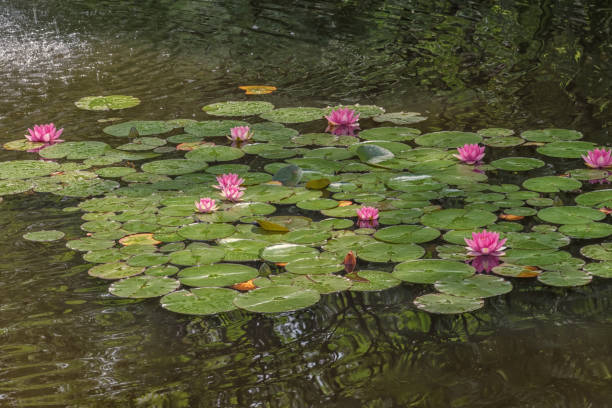 istock A pond with pink lilies 1355061932