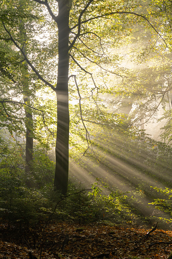 Atmospheric Sunbeams and morning fog in forest