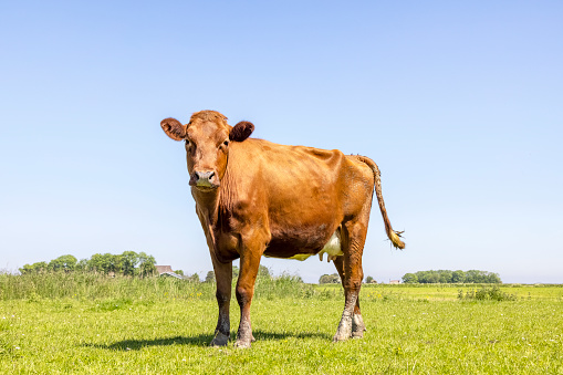 Red cow, portrait of brown caramel coloured bovine, standing in a green  pasture with a blue sky