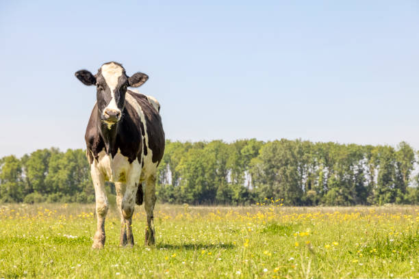 istock Cows left side in a field, standing in a pasture, black and white dreamy looking, blue sky 1355062224