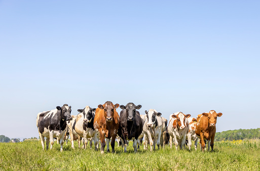 Herd of cows, a row side by side, in a green pasture, a panoramic wide view