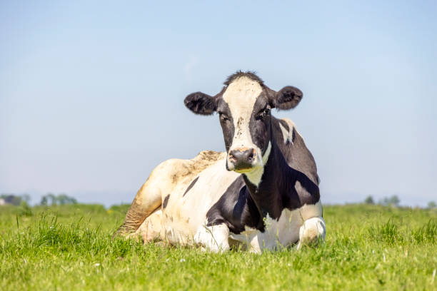 istock Cow lying in the field, white with black, blue sky and copy, happy relaxing, front view 1355062239
