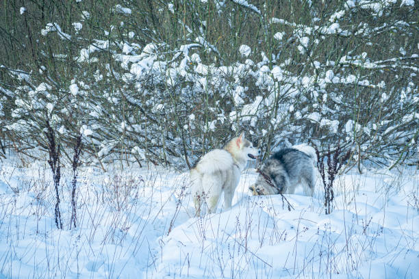 istock Fluffy dogs in a forest clearing 1355062258