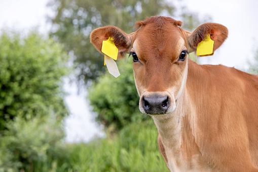 Jersey cow, headshot, calf with yellow ear tags, black nose caramel brown coat, looking cute and innocent