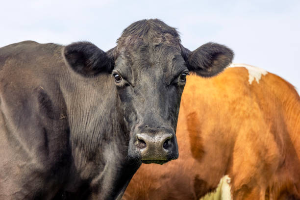 istock Black cow, shiny and handsome, looking nosey, headshot 1355062997