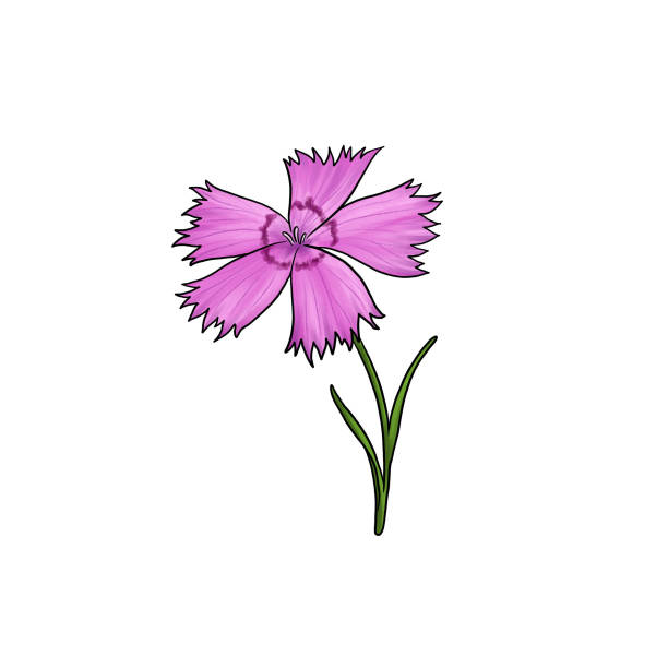 Dianthus Deltoides Illustrations, Royalty-Free Vector Graphics & Clip ...