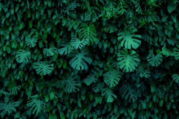 istock abstract green leaf texture, tropical leaf foliage nature dark green background 1355063434