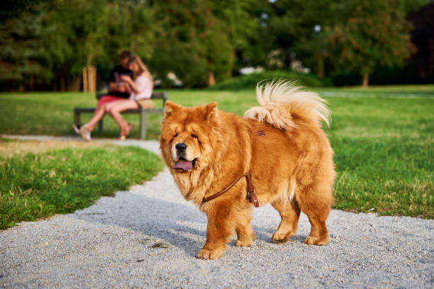 istock Chow chow dog in the park 1355063618