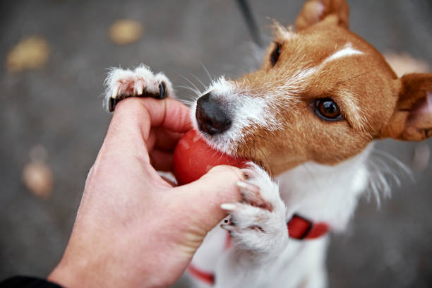 istock Dog walking in autumn park with his owner 1355063624