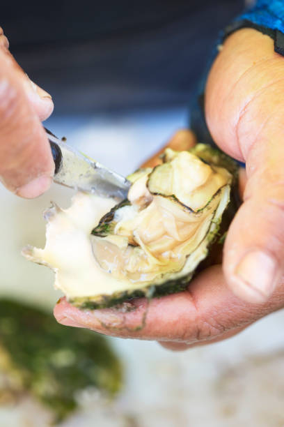 oyster man holding cutting, essaouira, morocco - pacific oyster imagens e fotografias de stock